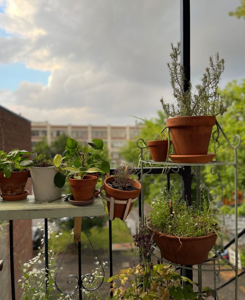 plants and a stormy sky